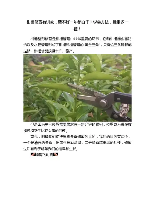 柑橘修剪有讲究，剪不好一年都白干！学会方法，挂果多一茬！