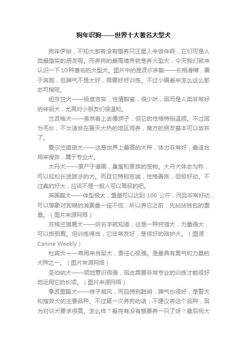 狗年识狗——世界十大著名大型犬