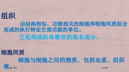 《解剖学基础》第三章基本组织