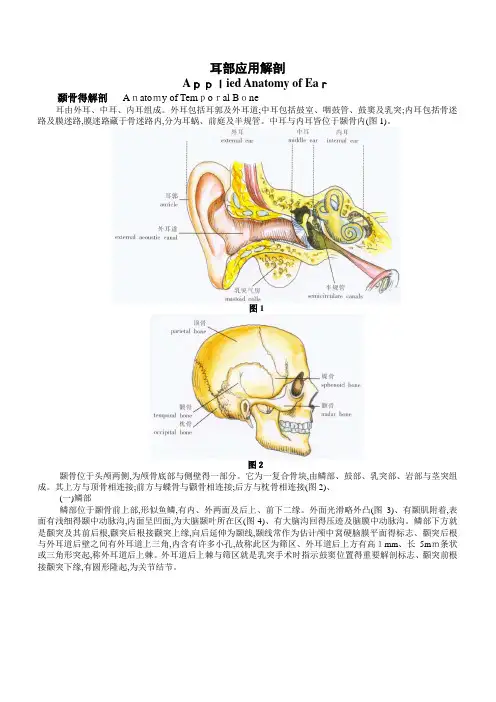 耳部应用解剖