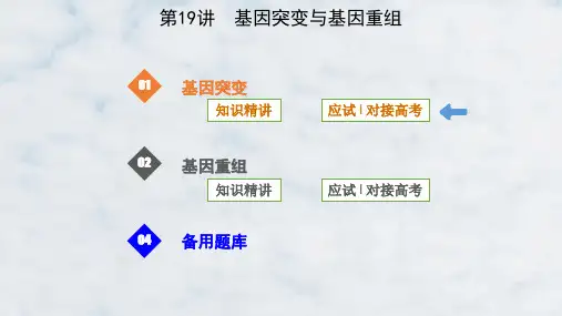 高中生物必修2 遗传与进化第19讲 基因突变与基因重组