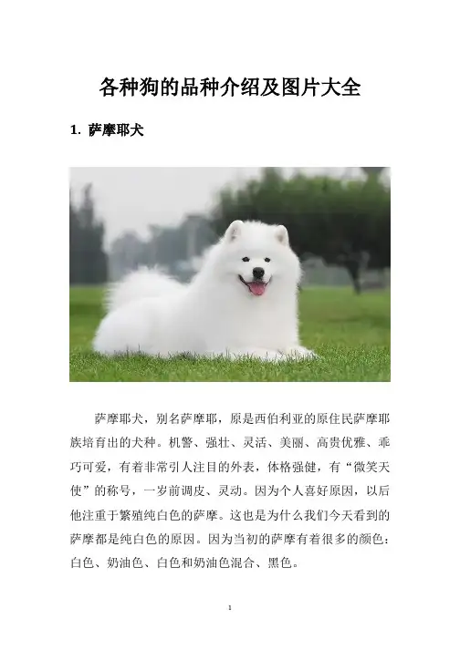 各种狗的品种介绍及图片大全