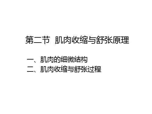 第二章第二节肌肉收缩与舒张原理