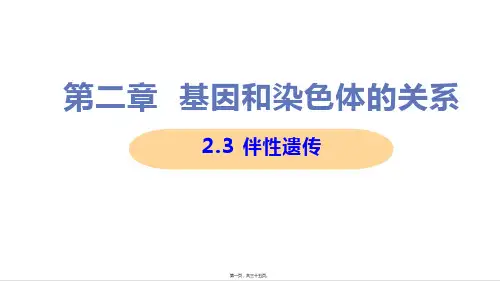 新教材人教版高中生物必修二 2-3 伴性遗传 教学课件