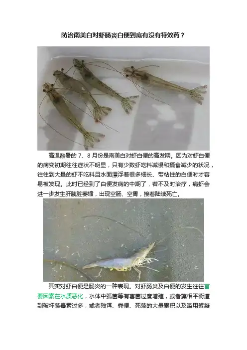 防治南美白对虾肠炎白便到底有没有特效药？