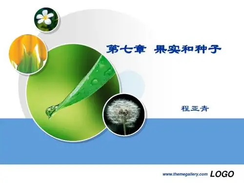 果实和种子