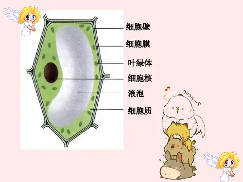 细胞分裂和分化