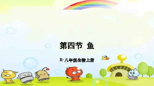 2022年人教版生物《第四节 鱼》精品课件