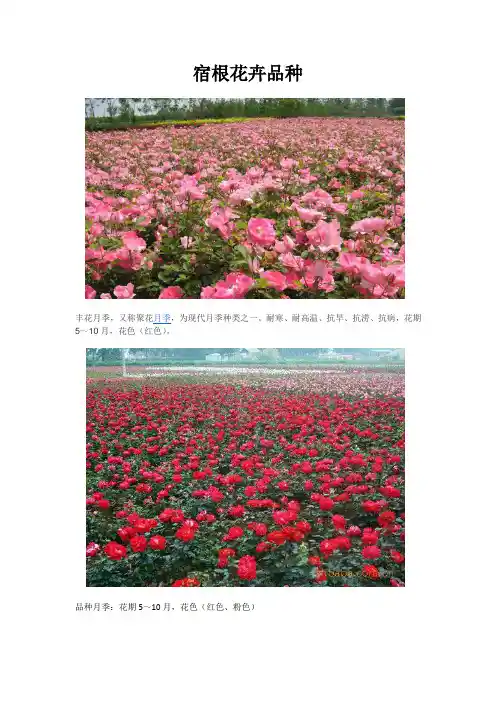 宿根花卉品种