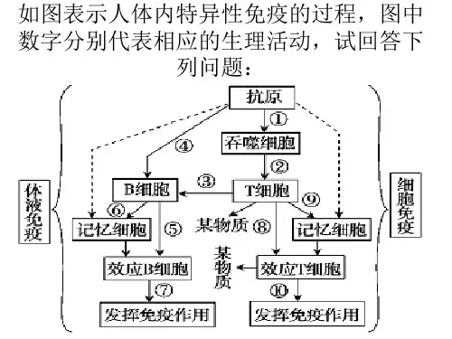 免疫调节试题