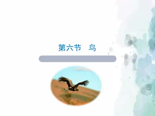 人教版生物-八年级上册-人教版《鸟》名师课件