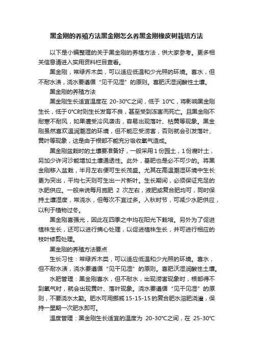 黑金刚的养殖方法黑金刚怎么养黑金刚橡皮树栽培方法