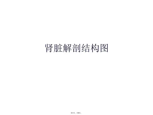 肾脏解剖结构图