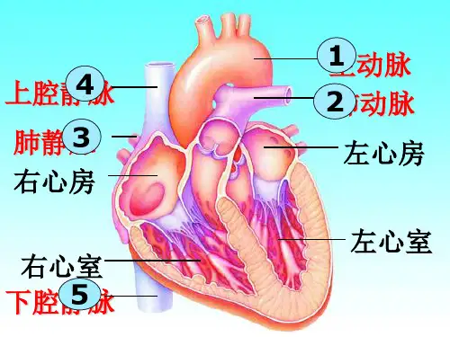 七年级生物下册《血液循环途径》