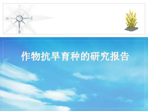 作物抗旱育种的研究报告