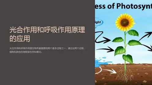 光合作用和呼吸作用原理的应用