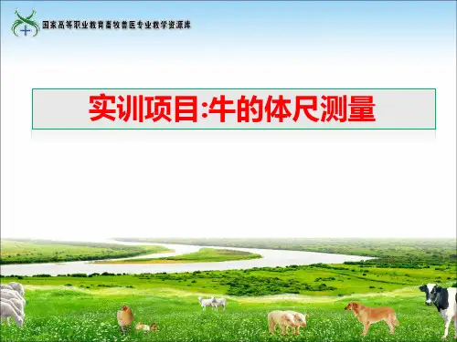 实训2牛的体尺测量实训课件.