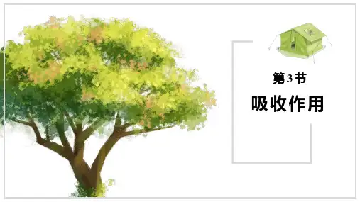 3.4.3 吸收作用 课件- 2024-2025学年北师大版生物七年级上册