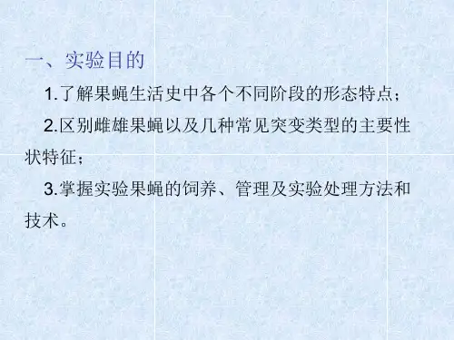 果蝇的性状生活史观察及饲养ppt课件