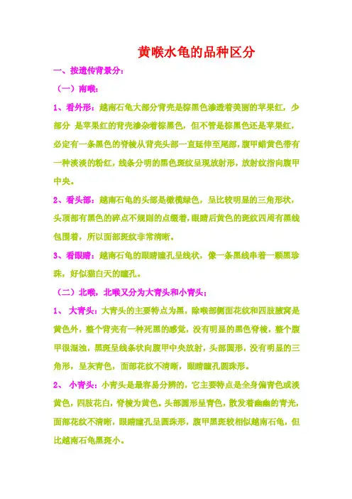 黄喉水龟的品种区分