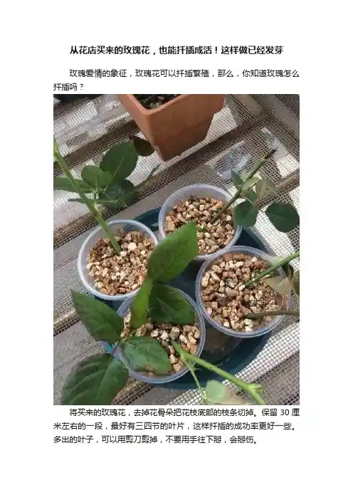 从花店买来的玫瑰花，也能扦插成活！这样做已经发芽