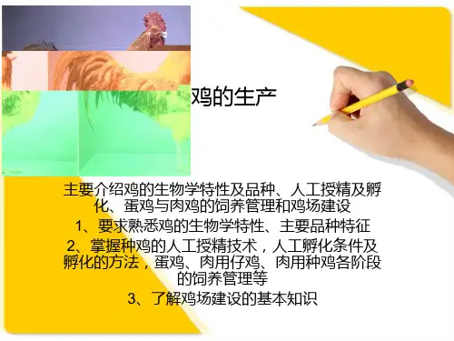 鸡的生产