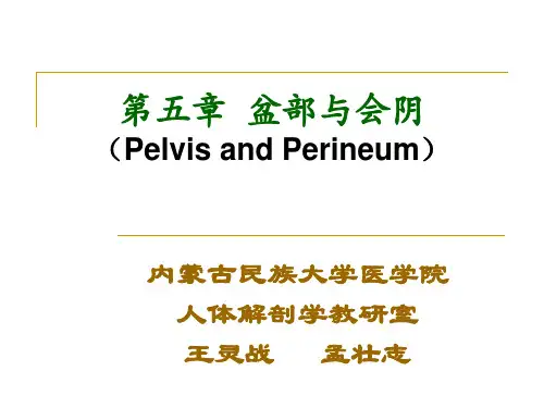 5.盆部与会阴