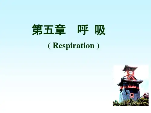 生理学 呼吸PPT