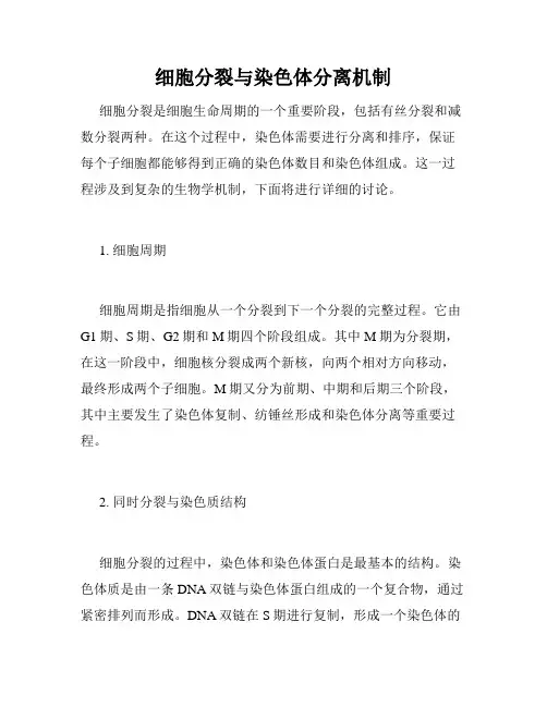 细胞分裂与染色体分离机制
