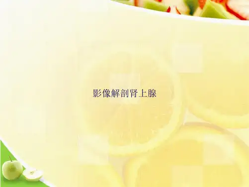 影像解剖肾上腺正规版ppt