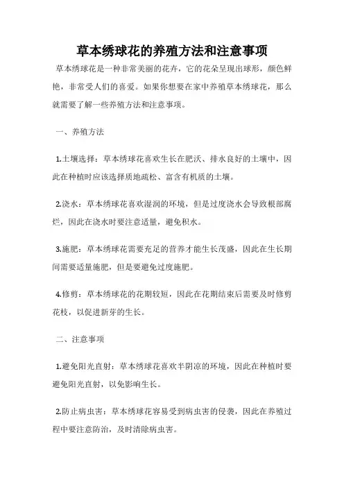 草本绣球花的养殖方法和注意事项