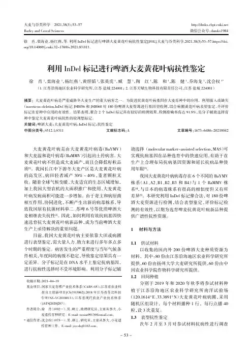 利用InDel标记进行啤酒大麦黄花叶病抗性鉴定