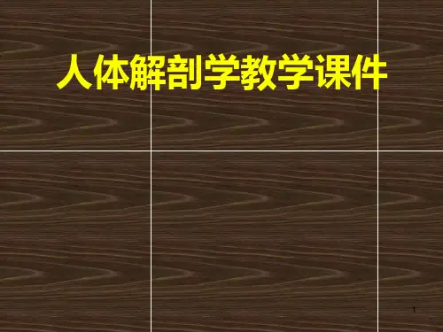 《上肢骨及其连结》PPT课件