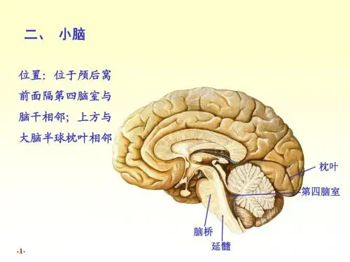 《系统解剖学》小脑间脑精讲
