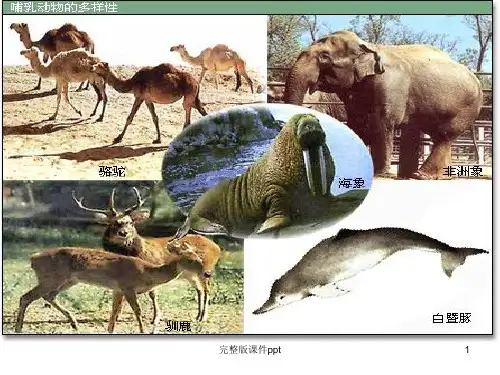 《生物的分类初中》PPT课件