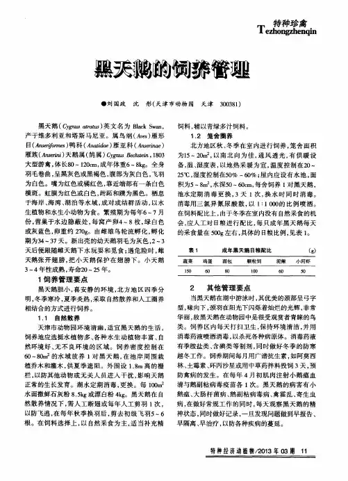 黑天鹅的饲养管理