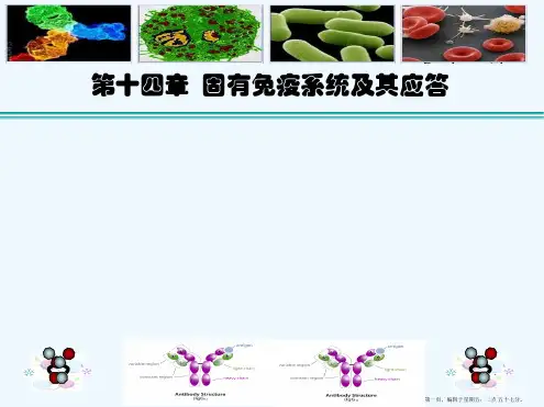 [免疫学]固有免疫及其应答