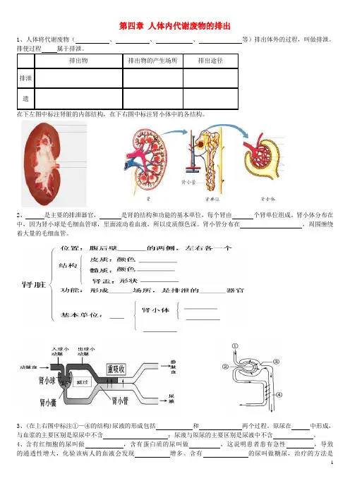 七年级生物下册 第3单元 第四章 人体内废物的排出练习