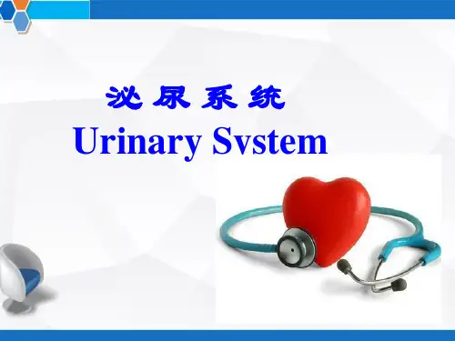 系统解剖学之泌尿系统 PPT