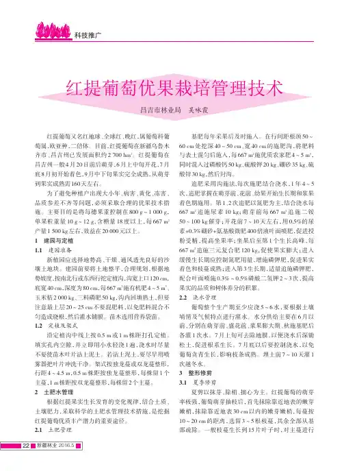 红提葡萄优果栽培管理技术