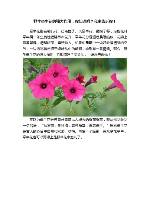 野生牵牛花的强大作用，你知道吗？我来告诉你！