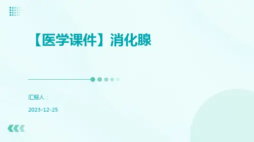【医学课件】消化腺