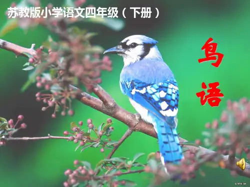 四年级下册语文课件-15《鸟语》苏教版(共24张PPT)