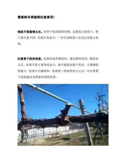 葡萄树冬季修剪注意事项