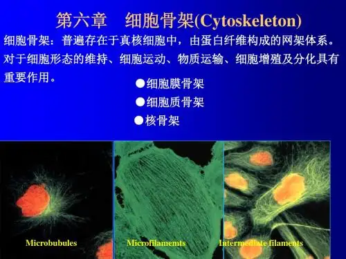 6细胞骨架