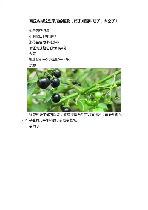 商丘农村这些常见的植物，终于知道叫啥了，太全了！