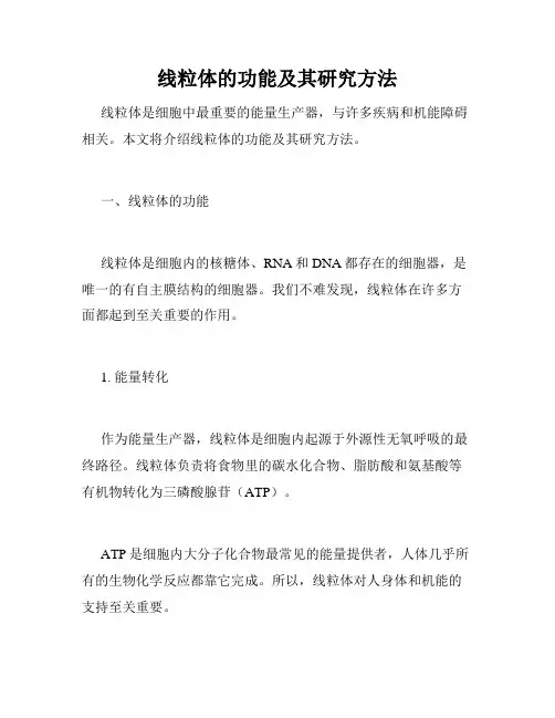 线粒体的功能及其研究方法