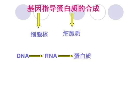 遗传物质的转录和翻译.ppt