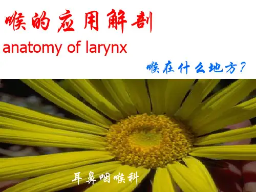 喉部解剖第八版课件