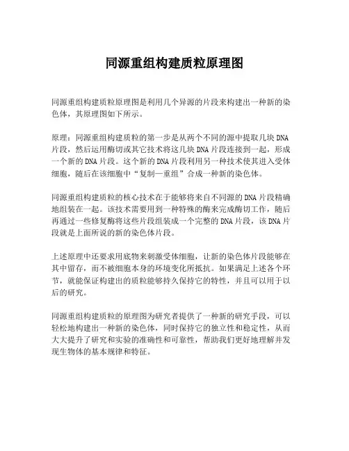 同源重组构建质粒原理图